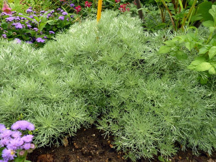 Artemisia schmidtiana 'Nana'